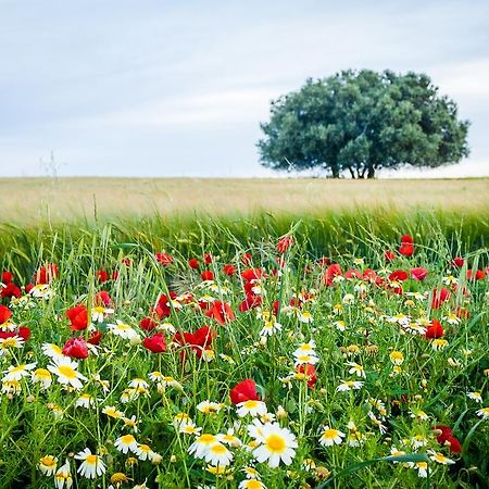 منزل الضيف Ervidel  في Agro-Turismo Do Roxo المظهر الخارجي الصورة